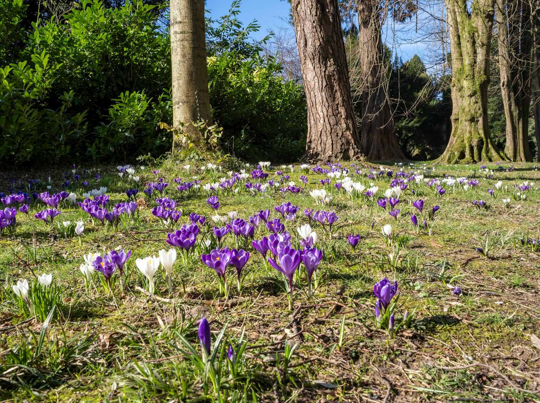 vibrant crocus meadow in springtime forest