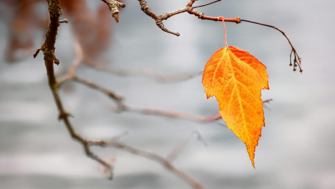 orange leaf on branch