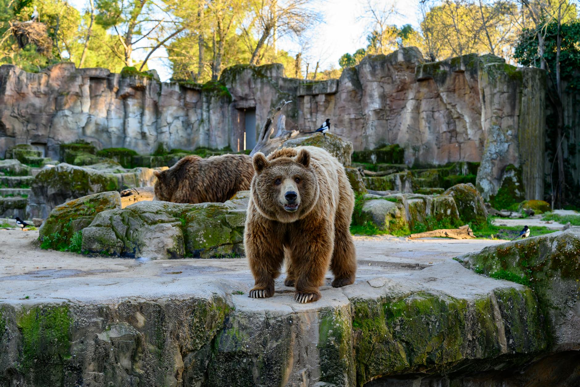 brown bears in natural habitat exhibit madrid zoo