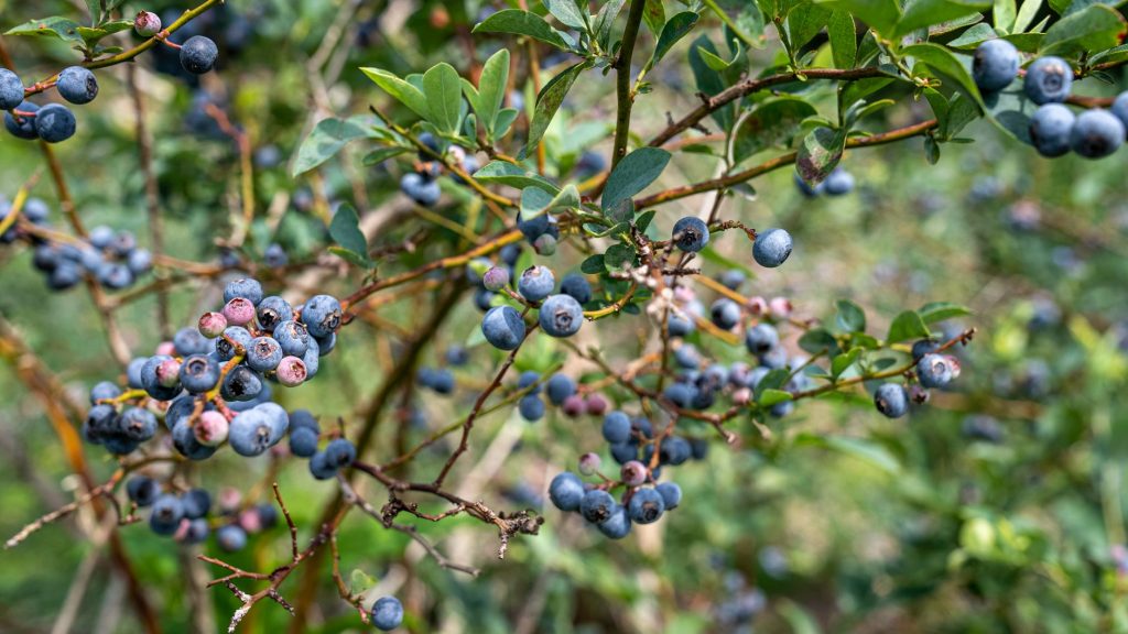 a blueberries on the tree
