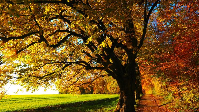 landscape photography of trees